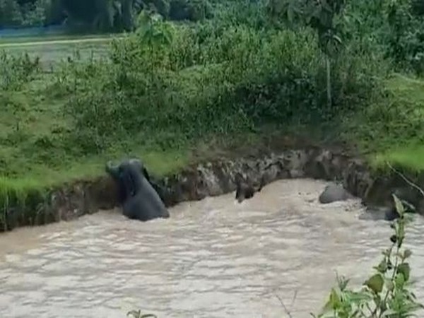 Six elephants stranded in muddy pond rescued in Assams Goalpara