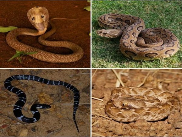 World Snake Day: Heres 5 deadliest snakes to be beware of