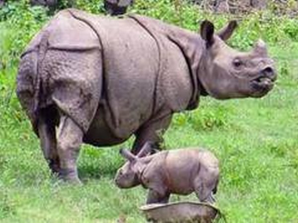 Girl injured in rhino attack in Assams Kaziranga National Park