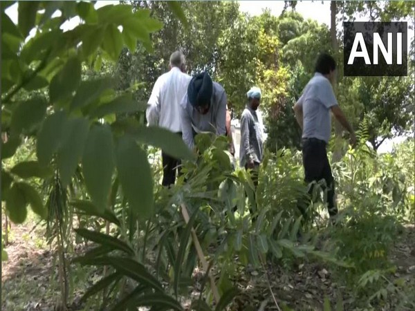 Garbage dump yard in Punjabs Amritsar transformed into mini-forest