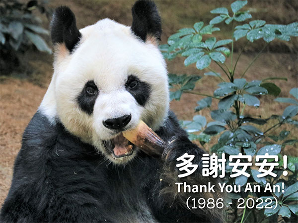 RIP An An: Love pours in from around world after oldest male giant panda dies