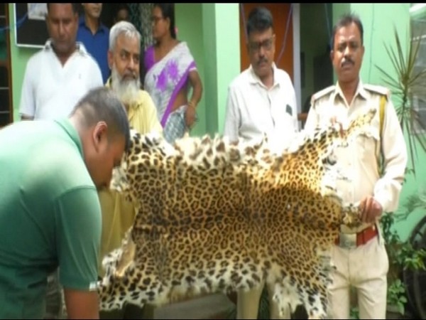 Forest officials recover body parts of leopards, other animals in Assams Nagaon