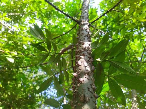 UKhand: First Himalayan spice garden inaugurated in Ranikhet