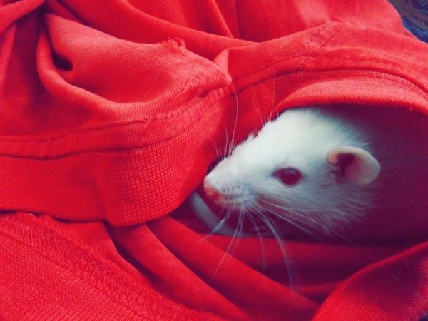 Testosterone encourages cuddling not only violence; animal study finds