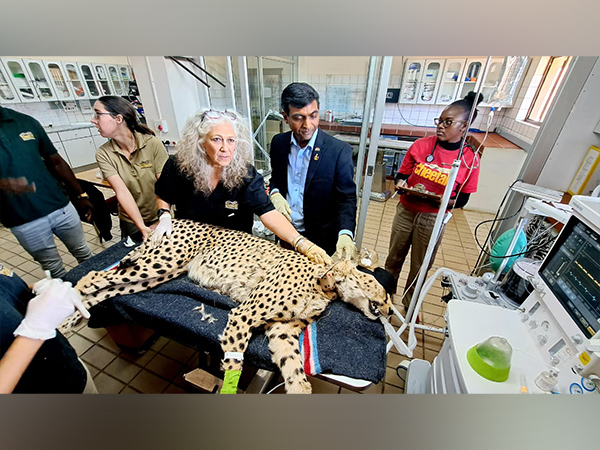 African Cheetahs get health checkups as MPs Kuno National Park awaits their arrival